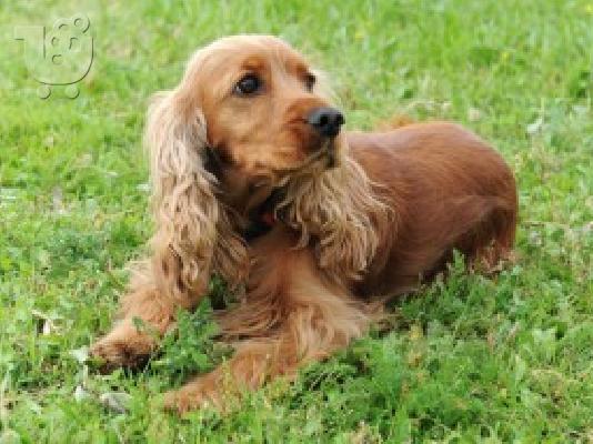 Πωλουνται νεογεννητα κουτάβια cocκer spaniel